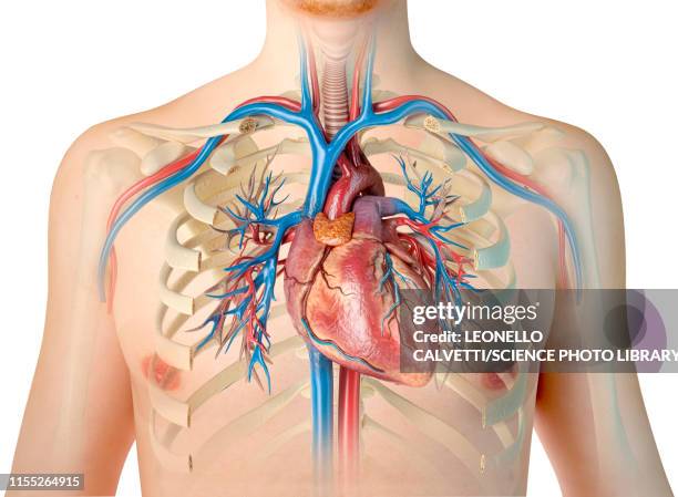 human chest anatomy, illustration - human anatomy organs back view stock illustrations