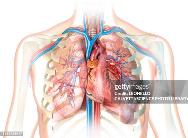 ilustraciones, imágenes clip art, dibujos animados e iconos de stock de human chest anatomy, illustration - human heart