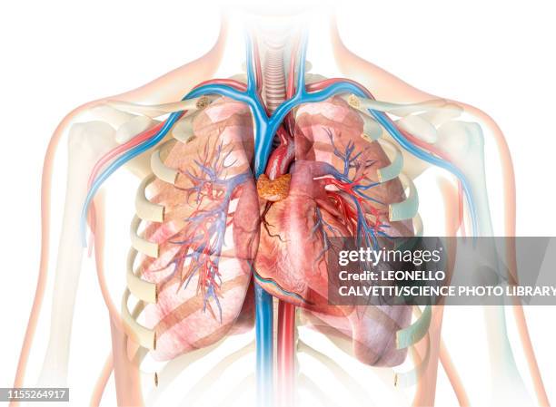 ilustrações, clipart, desenhos animados e ícones de human chest anatomy, illustration - cardiac muscle tissue