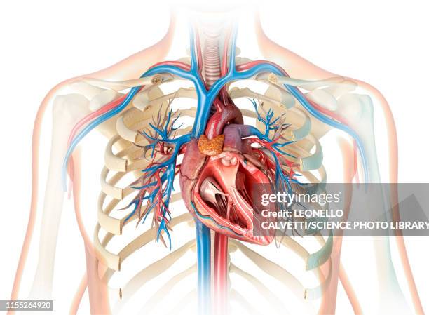 human heart cross-section, illustration - heart cross section stock illustrations