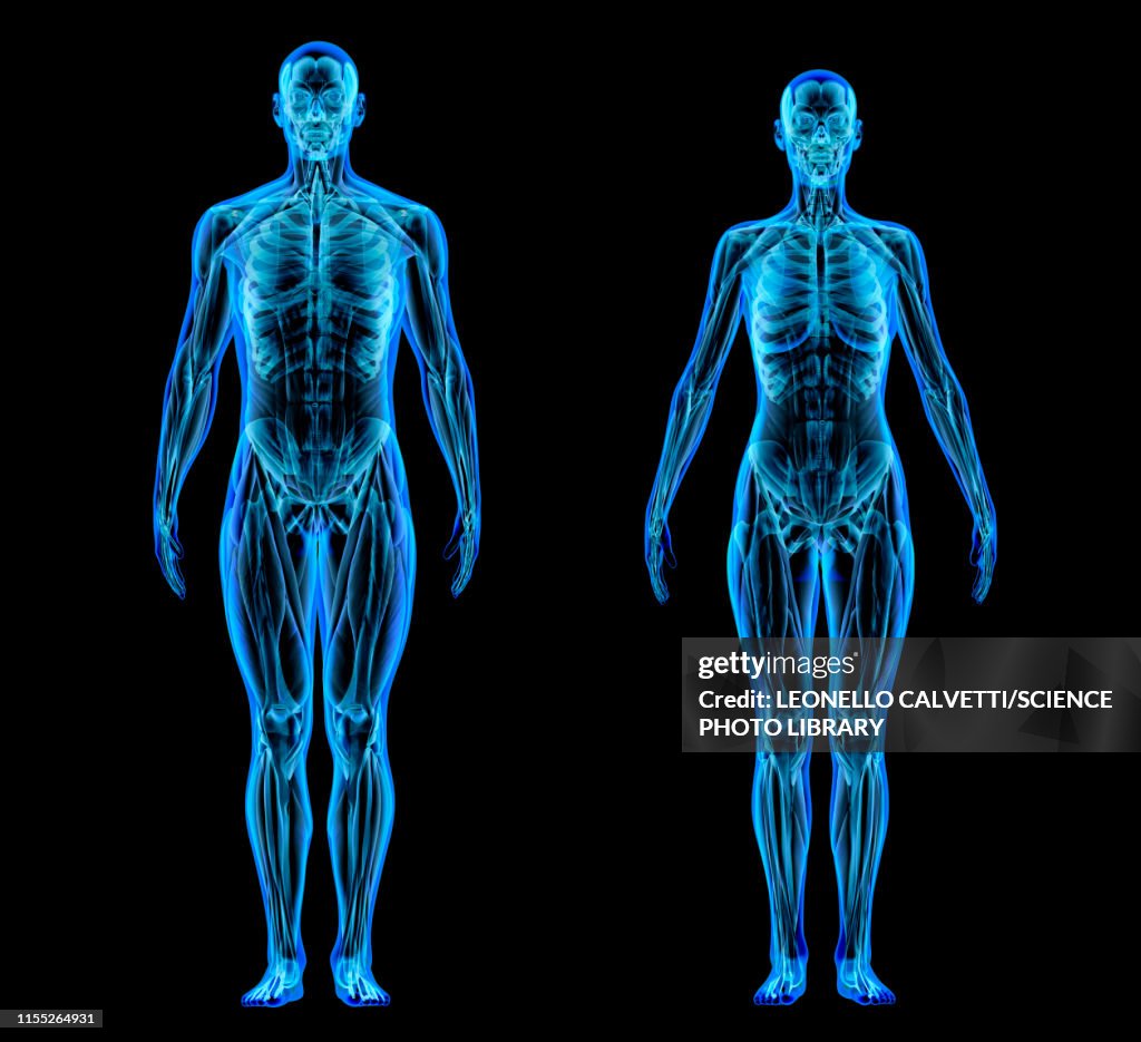 Male and female anatomy, illustration