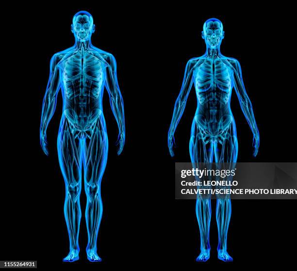 stockillustraties, clipart, cartoons en iconen met male and female anatomy, illustration - x ray equipment