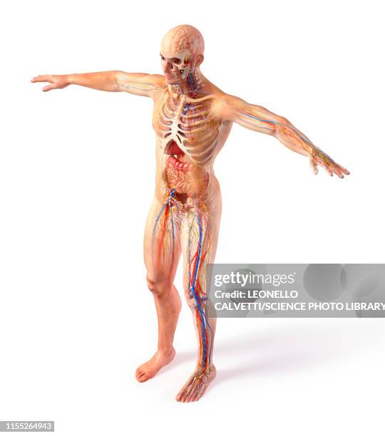 stockillustraties, clipart, cartoons en iconen met male anatomy, illustration - human skeletal system