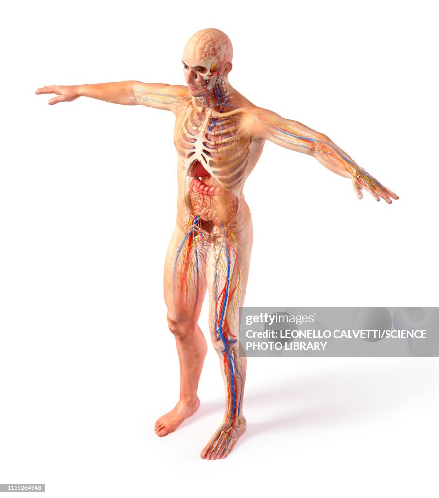 Male anatomy, illustration