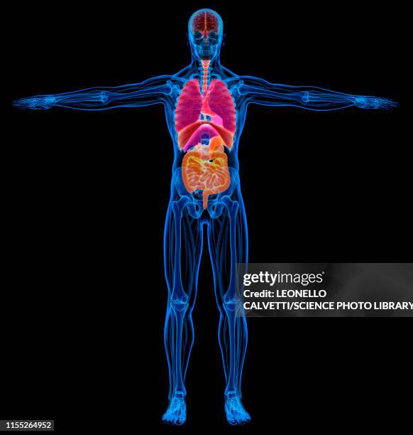 male anatomy, illustration - medical scanner stock-grafiken, -clipart, -cartoons und -symbole