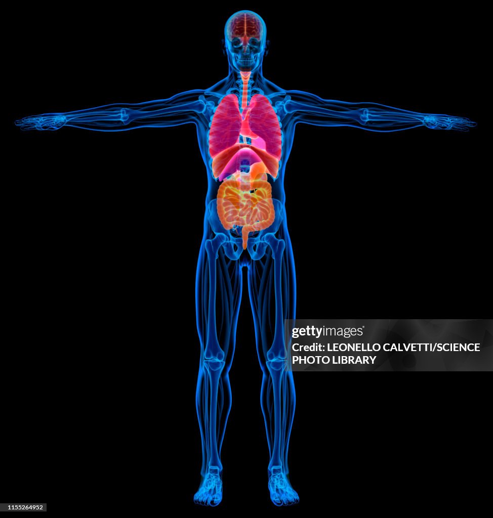 Male anatomy, illustration