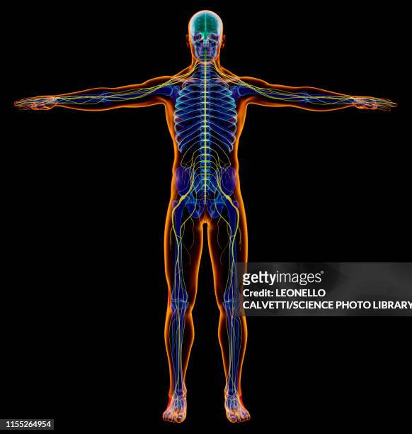 illustrazioni stock, clip art, cartoni animati e icone di tendenza di male nervous system, illustration - parte del corpo umano