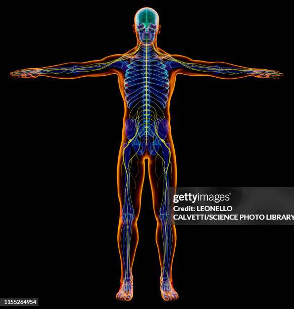 ilustrações de stock, clip art, desenhos animados e ícones de male nervous system, illustration - sensory perception