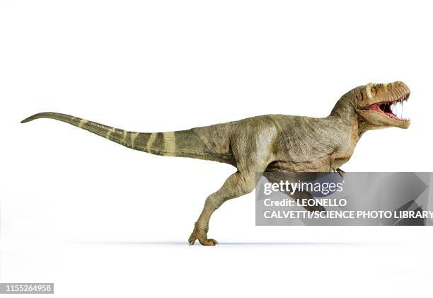 t-rex dinosaur, illustration - saurischia stock-grafiken, -clipart, -cartoons und -symbole