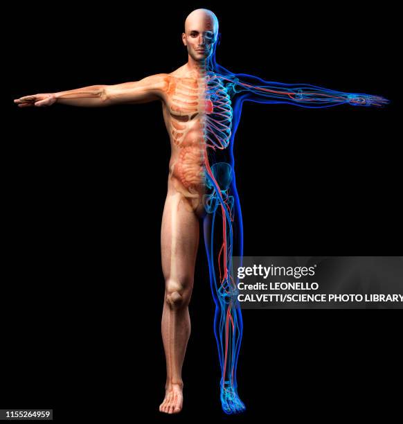 ilustraciones, imágenes clip art, dibujos animados e iconos de stock de male anatomy, illustration - cuerpo humano posicion anatomica