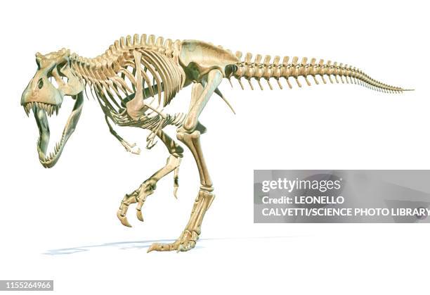 ilustraciones, imágenes clip art, dibujos animados e iconos de stock de tyrannosaurus rex dinosaur, illustration - esqueleto de animal