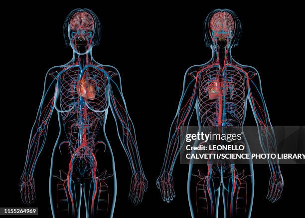 female cardiovascular system, illustration - cardiovascular system diagram stock pictures, royalty-free photos & images