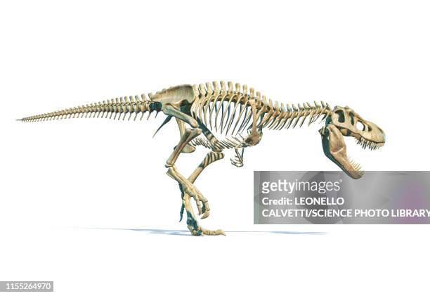 ilustrações, clipart, desenhos animados e ícones de tyrannosaurus rex dinosaur, illustration - osso animal