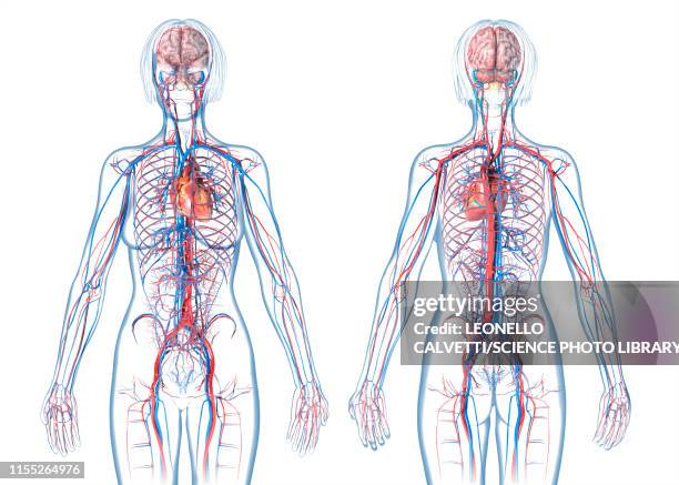 female cardiovascular system, illustration - diagram of the human body stock-fotos und bilder