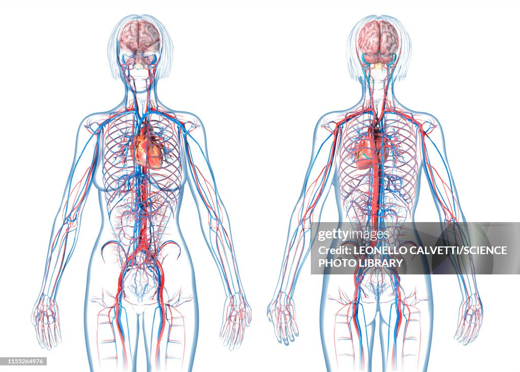 Female cardiovascular system, illustration