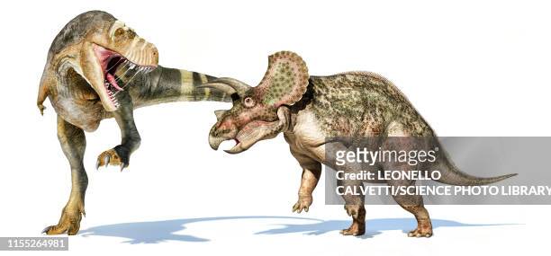 t-rex dinosaur attacking a triceratops, illustration - triceratops fotografías e imágenes de stock