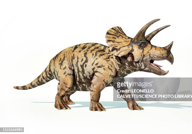 triceratops dinosaur, illustration - herbivorous stock illustrations