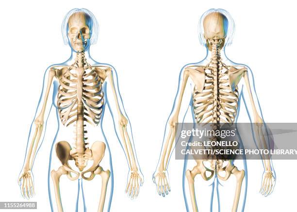 female skeleton, illustration - hip stock illustrations