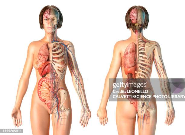 bildbanksillustrationer, clip art samt tecknat material och ikoner med female anatomy, illustration - female body parts
