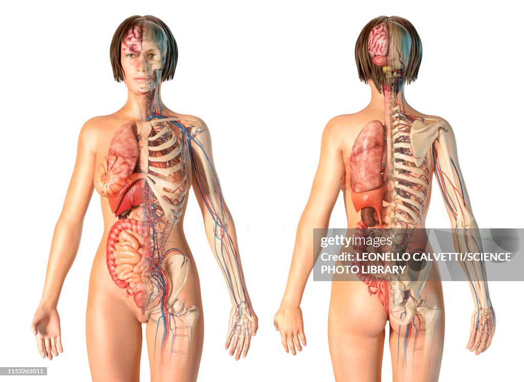 Female anatomy, illustration