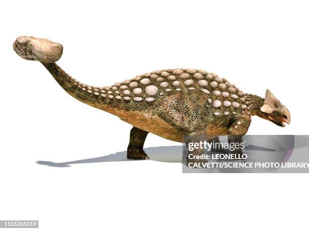 ankylosaurus dinosaur, illustration - thyreophora stock illustrations