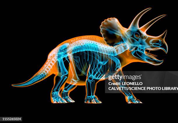 ilustrações, clipart, desenhos animados e ícones de triceratops dinosaur skeleton, illustration - animal skeleton