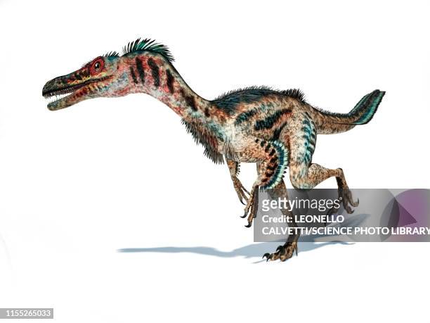 velociraptor dinosaur, illustration - fossil stock illustrations