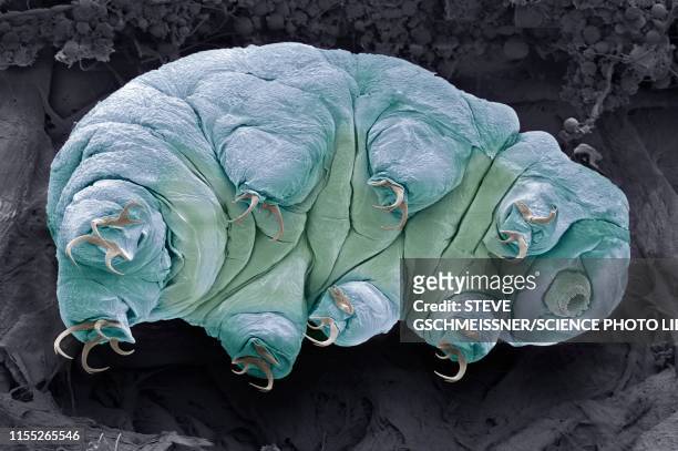 tardigrade, sem - microscopia eletrônica de varredura - fotografias e filmes do acervo
