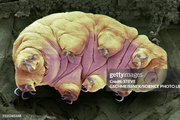 tardigrade, sem - water bear stock pictures, royalty-free photos & images