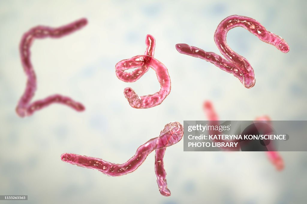 Ancylostoma hookworm, illustration