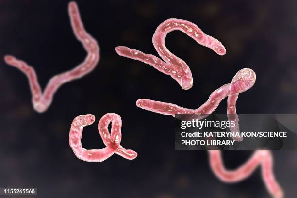 Ilustraciones de Parasitos - Getty Images Ilustraciones de Parasitos - Getty Images