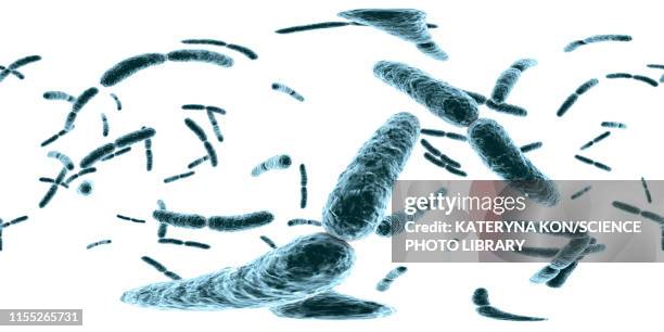 lactobacillus bacteria, illustration - lactic acid stock illustrations