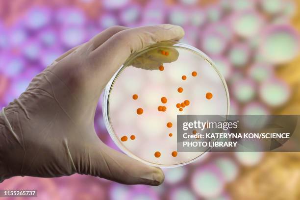 bacterial and fungal cultures, composite image - bacteria cultures stock illustrations