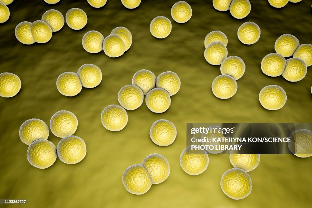 Micrococcus luteus bacteria, illustration