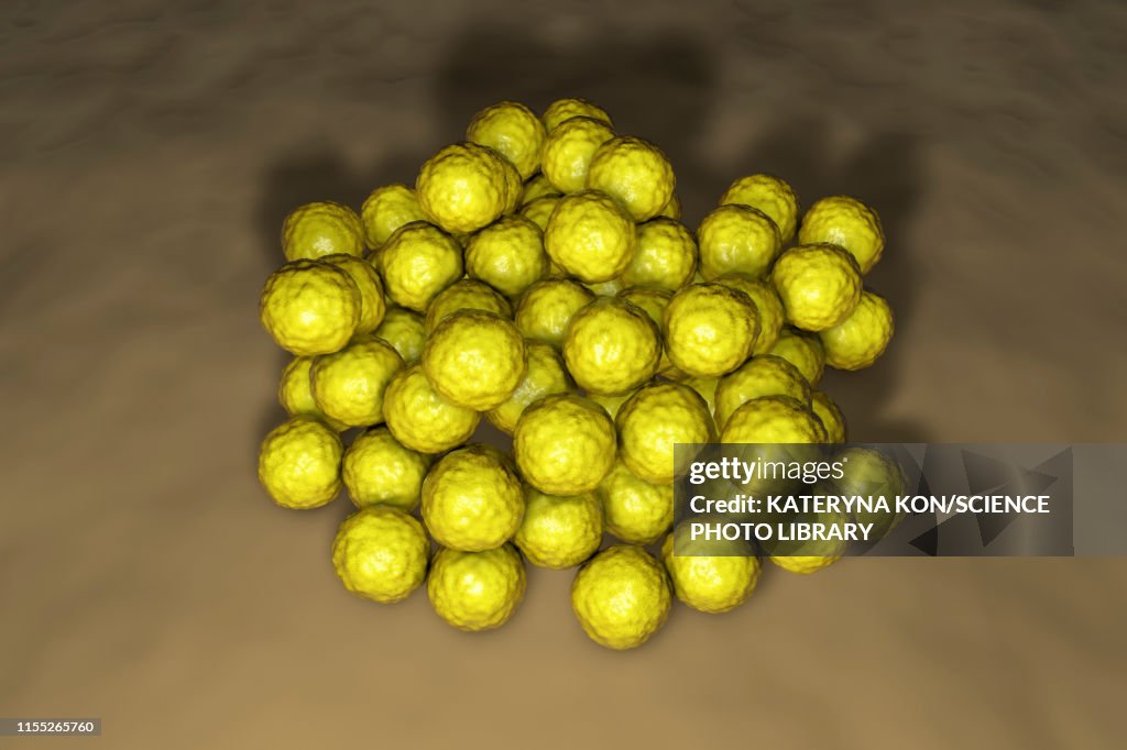 Micrococcus luteus bacteria, illustration