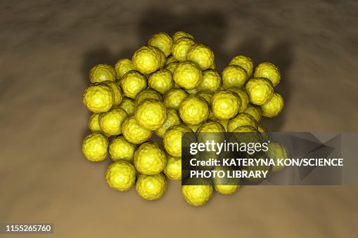 Micrococcus luteus bacteria, illustration Micrococcus luteus bacteria, illustration