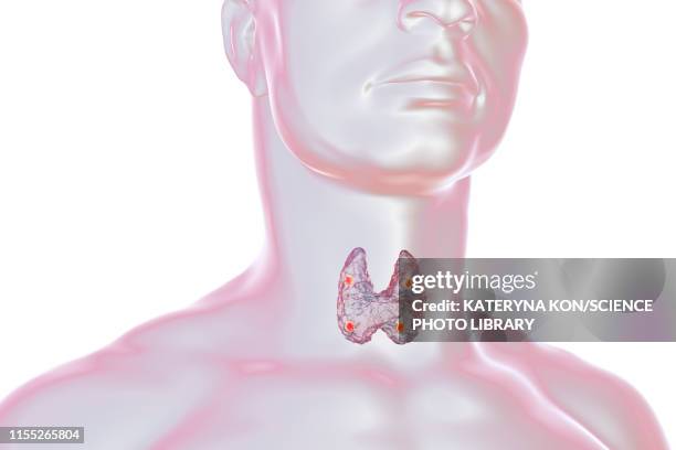 parathyroid glands, illustration - hormones stock illustrations