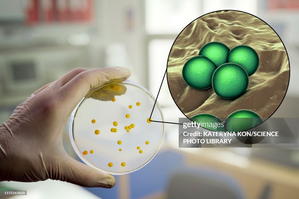 Micrococcus luteus bacteria, composite image