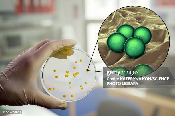 micrococcus luteus bacteria, composite image - micrococcus luteus stock illustrations