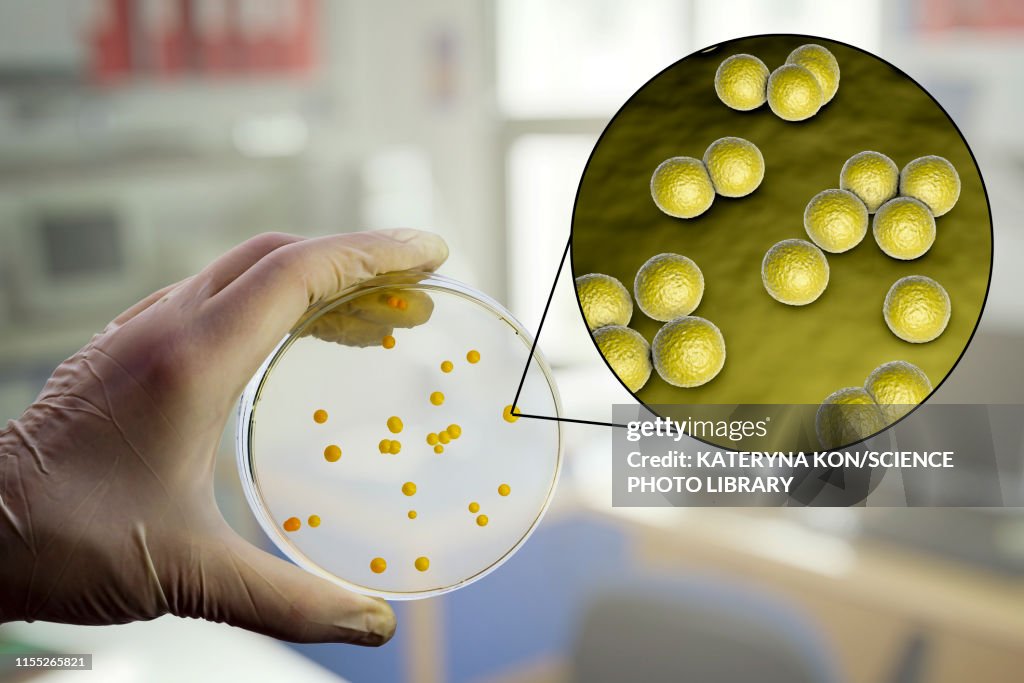 Micrococcus luteus bacteria, composite image