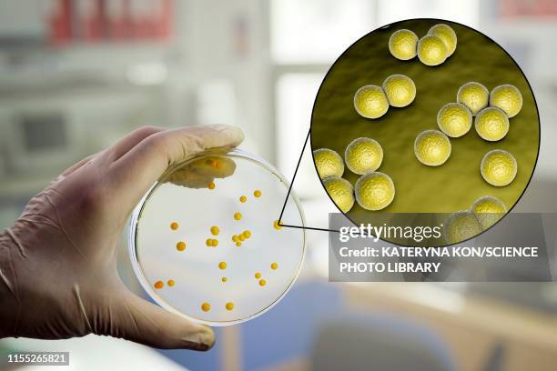 micrococcus luteus bacteria, composite image - micrococcus luteus stock illustrations