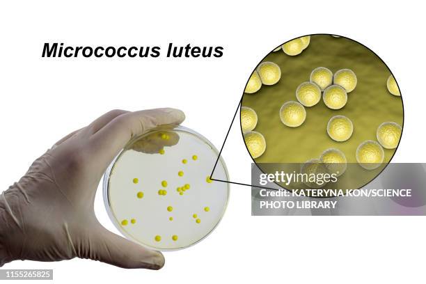 micrococcus luteus bacteria, composite image - micrococcus luteus stock illustrations