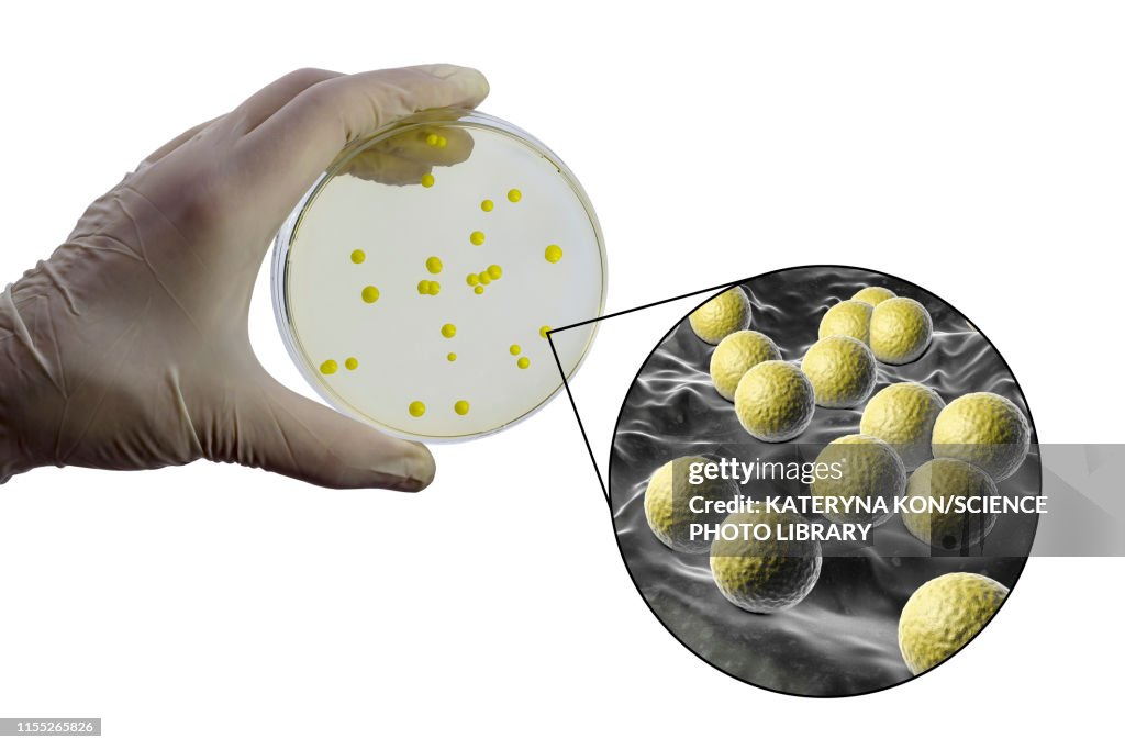 Micrococcus luteus bacteria, composite image