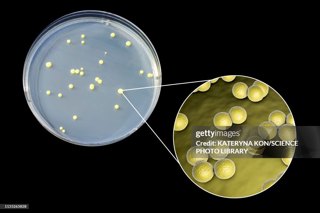 Micrococcus luteus bacteria, composite image