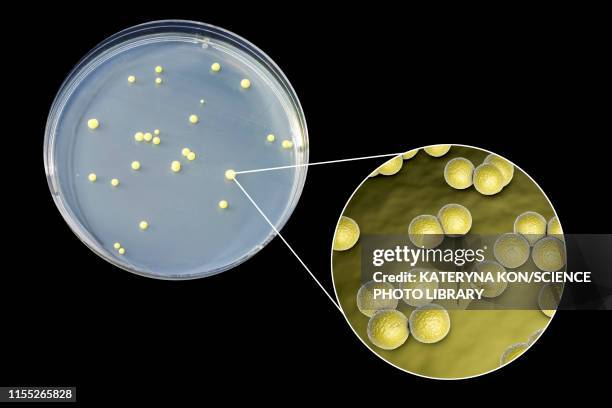 micrococcus luteus bacteria, composite image - micrococcus luteus stock illustrations