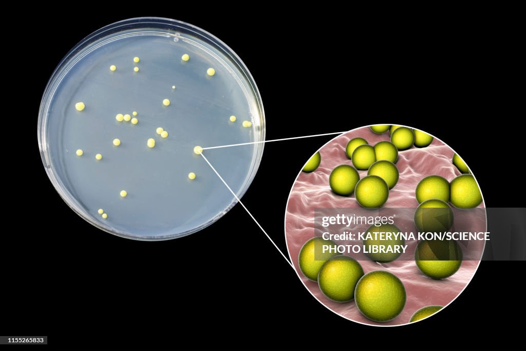 Micrococcus luteus bacteria, composite image