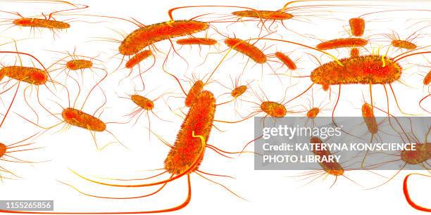 salmonella bacteria, illustration - salmonella bacteria stock illustrations