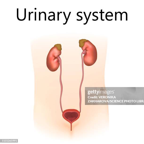 Urinary Track System Icon Urinary Tract System Photos et images de collection - Getty Images