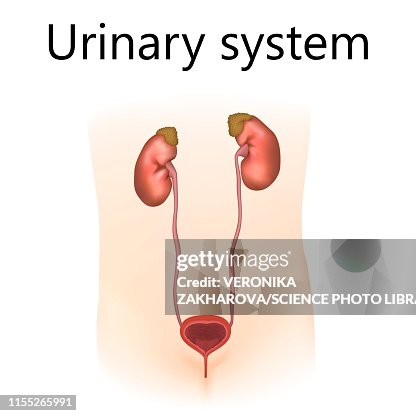 Urinary system, illustration Urinary system, illustration