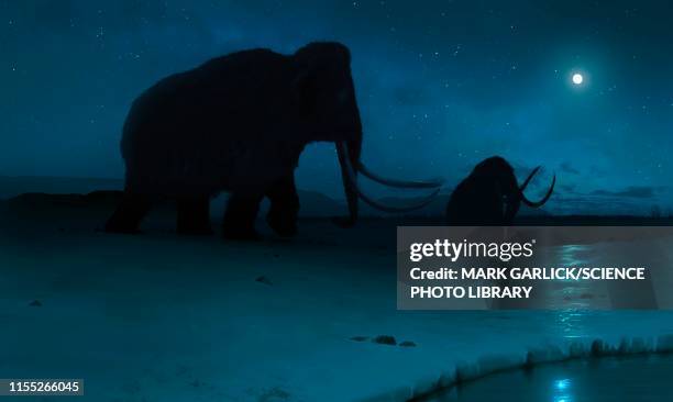 illustrations, cliparts, dessins animés et icônes de tundra mammoth, illustration - mammouth laineux